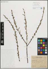 Foto von Salix purpurea L.